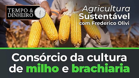 Consórcio da cultura de milho e brachiaria