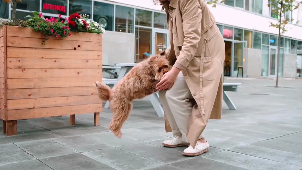 The Healing Power of Dogs Unconditional Love