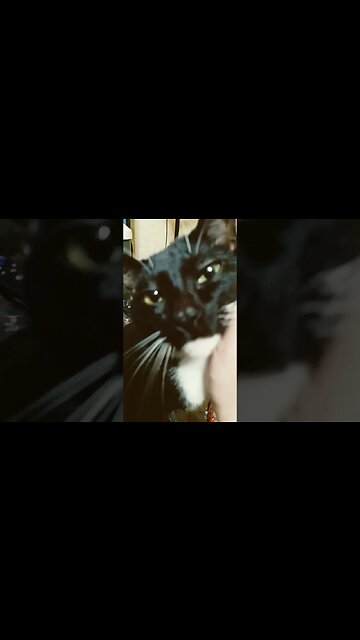 Kitty looking for love #shortsfeed #shortsvideo #cat #kitty #youtubeshorts #catshorts #kittycat