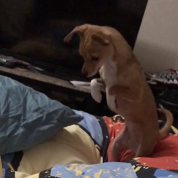 A Neat Freak Chihuahua Wants To Make Her Bed Just Right