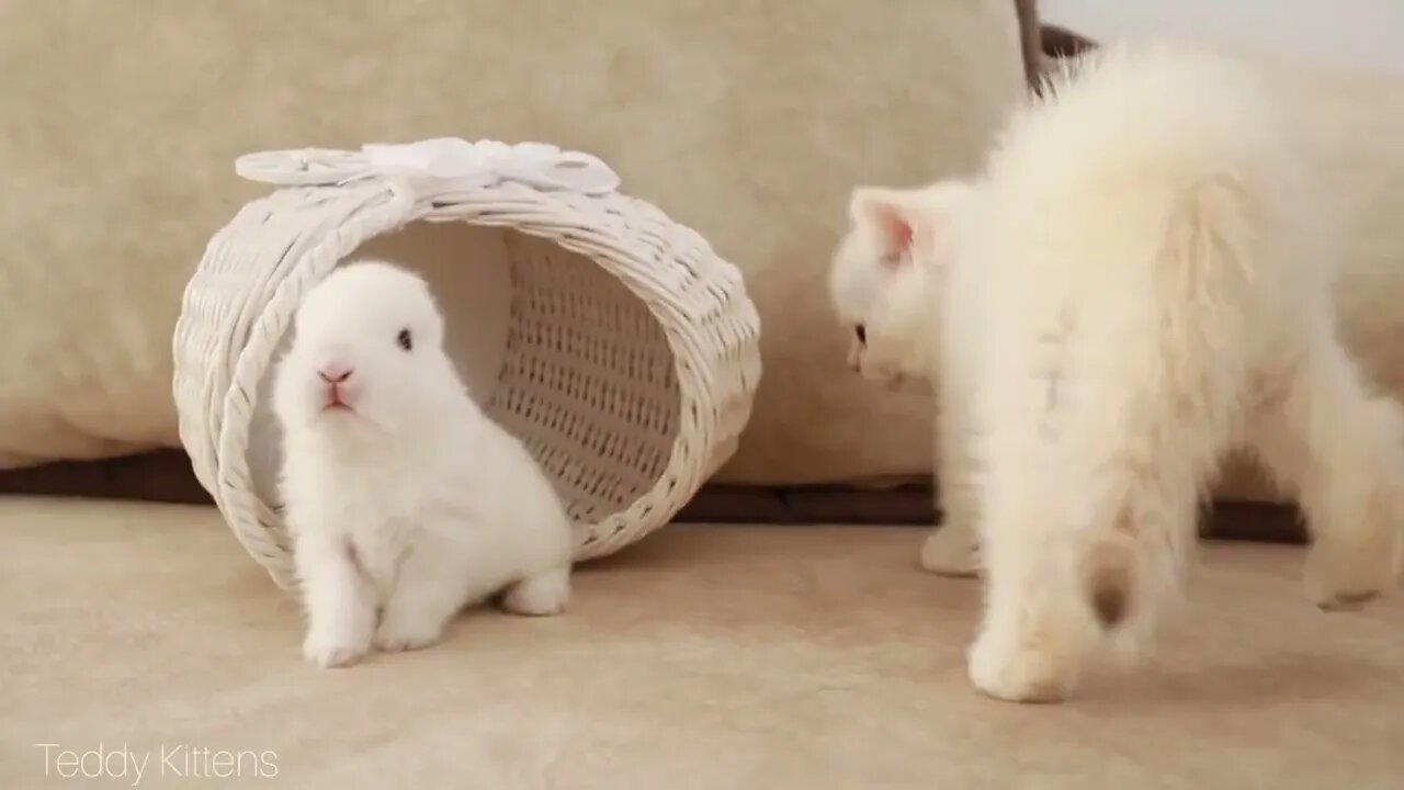 White kitten and white tiny bunnies 🐰 | It's so Сute! 🥰