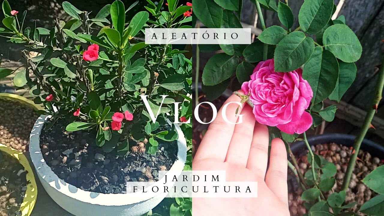 Vlog | Visitando Jardim e Floricultura