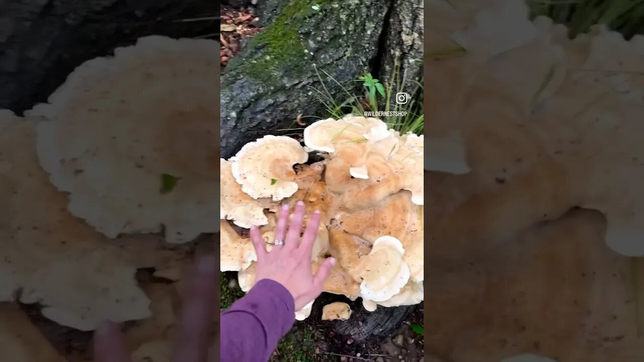 🍄 Weather. #shorts #natureshorts #naturelover #outdoors #forest #mushroom #outdoors #hiking #reels