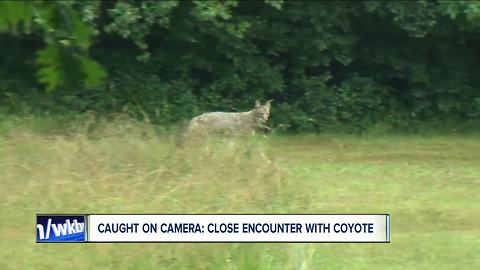 Coyote interrupts Ch7 interview