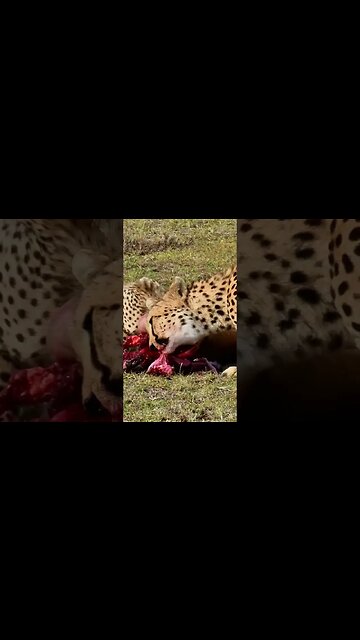 Cheetah's Family Feast #shorts shorts | #ShortsAfrica