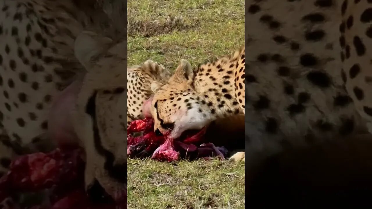 Cheetah's Family Feast #shorts shorts | #ShortsAfrica