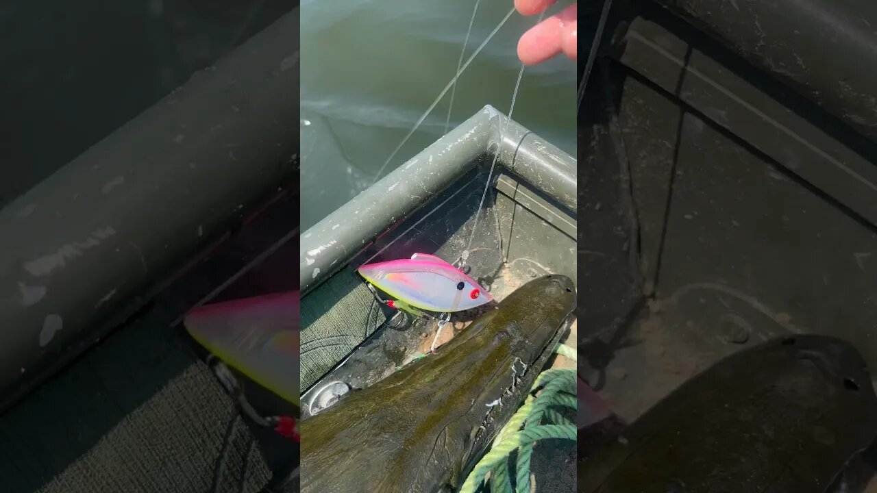 Using Lures to Catch Alligator Gar At The Spillway