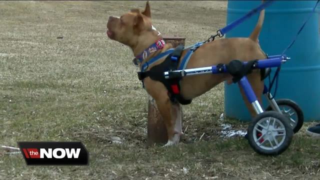 Nonprofit gets wheelchair for paralyzed dog