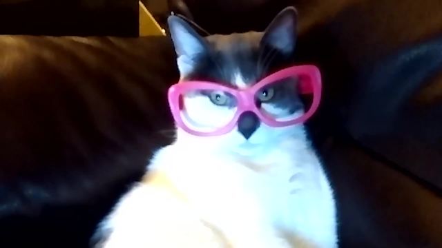 Genius Pets That Will Blow Your Mind - Super Smart Pets Compilation