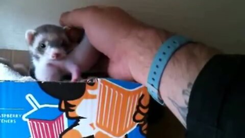 Ferret shows human her adorable babies