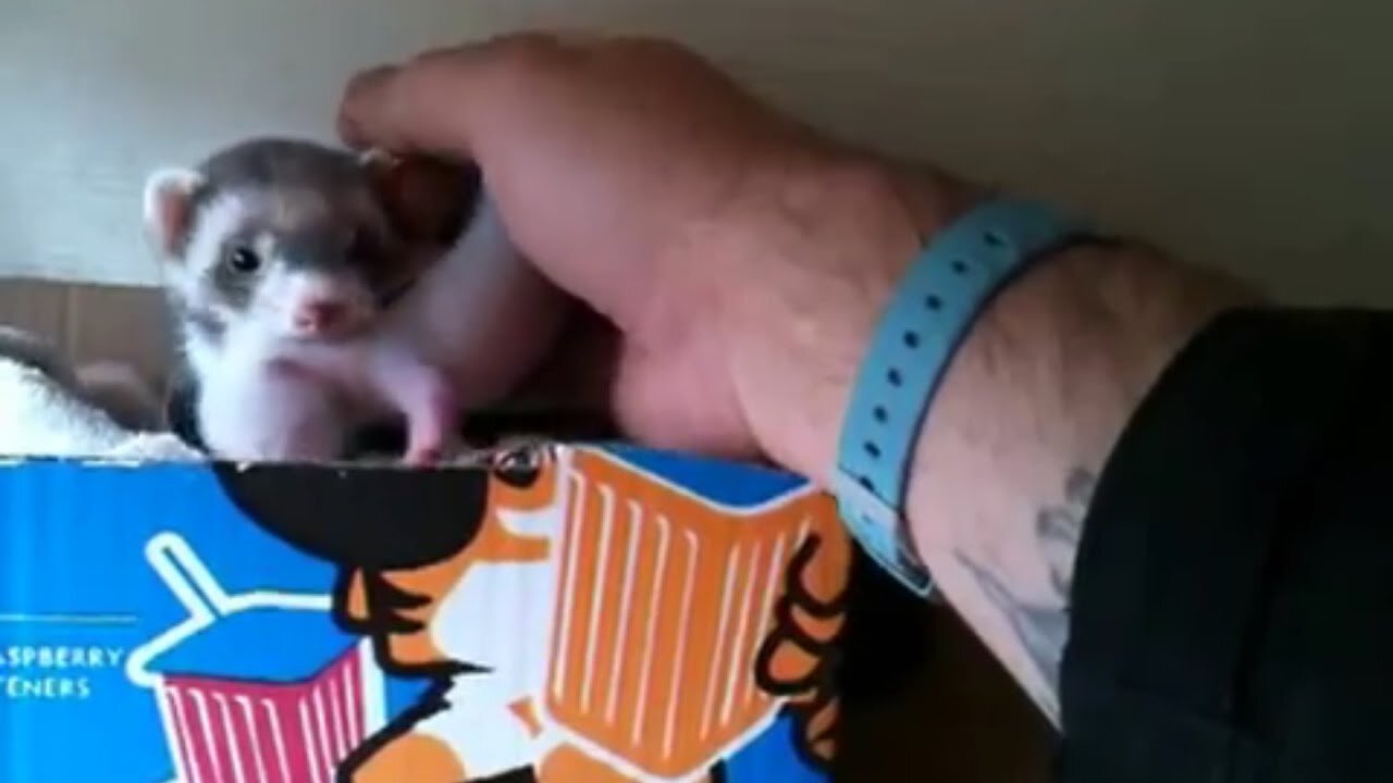 Ferret shows human her adorable babies