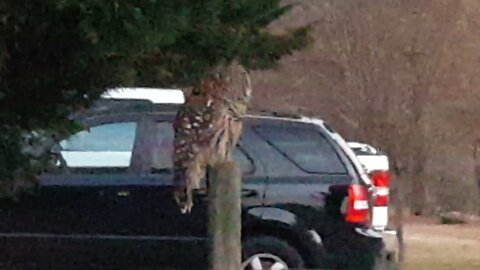 Watch a live Owl in my front yard.