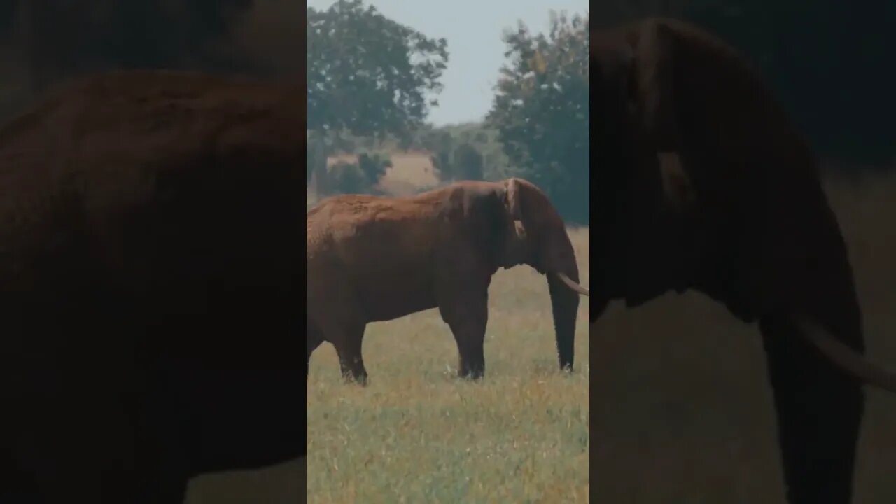 "Meet the Majestic Elephant" #youtubeshorts #elephant #wildlife #africa