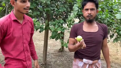 Lemon without seed | बगैर बीज का नींबू