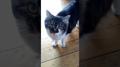 Cute Curious Pet Cat