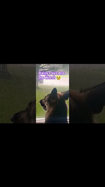 Rain Is Torture For Maple