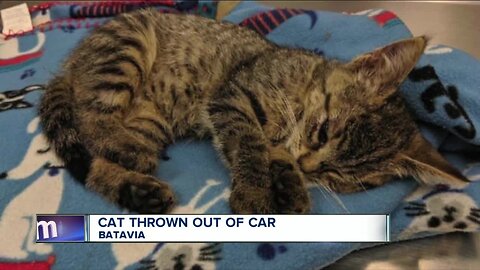 Cat thrown out of car in Batavia