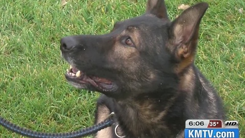 K-9 needs donations to protect Iowa community