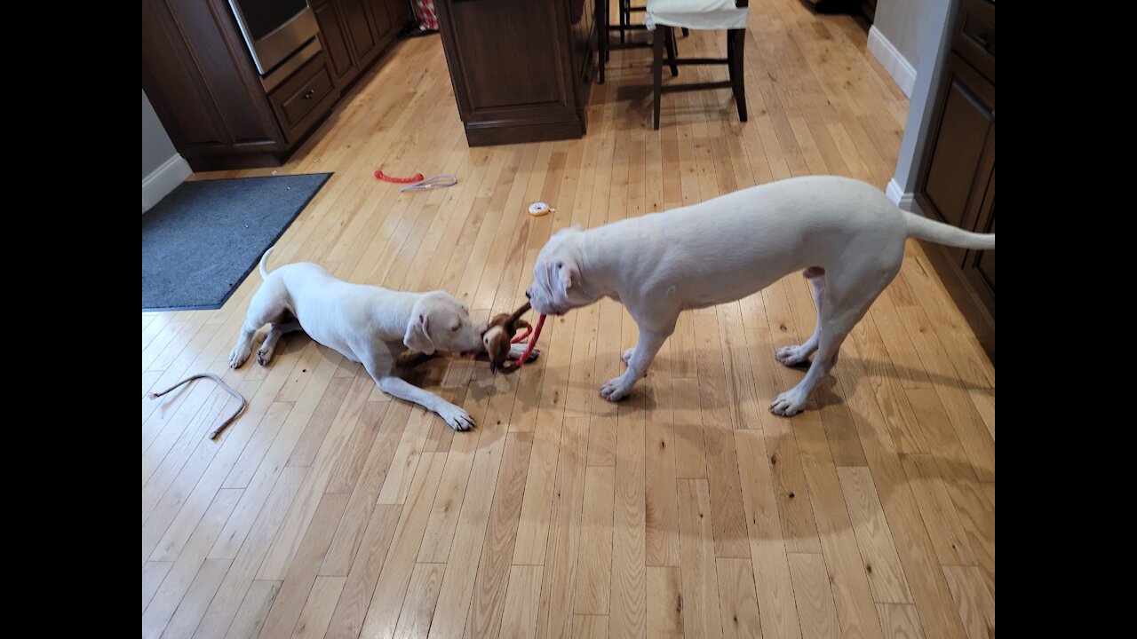 Dogo Argentino Tug-of-War