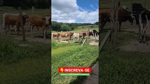 boi na cerca, AOBA...... #shorts #agro #roça #animals #bicho #agropecuaria #haras #confinamento #boi