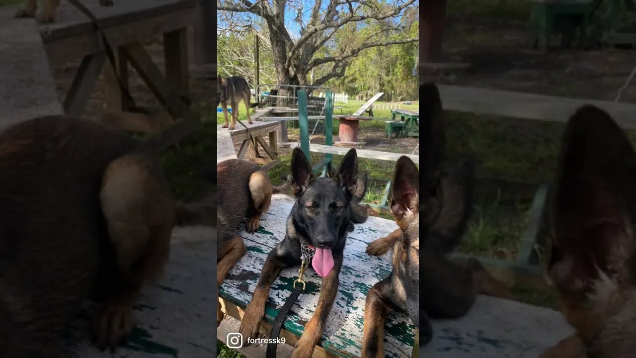 Conner, Astrid and Ratchet. Malinois and Sable Shepherd puppies