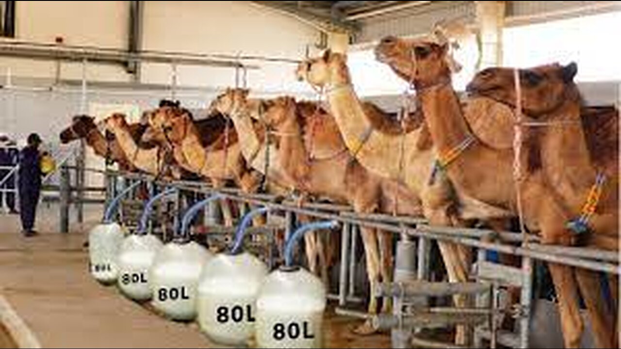 Automatic Camel Milking Technology - Modern Camel Farming - Amazing Camel Milk Product