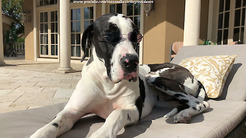 Lounging Great Dane Looks Joe Cool In His Sunglasses