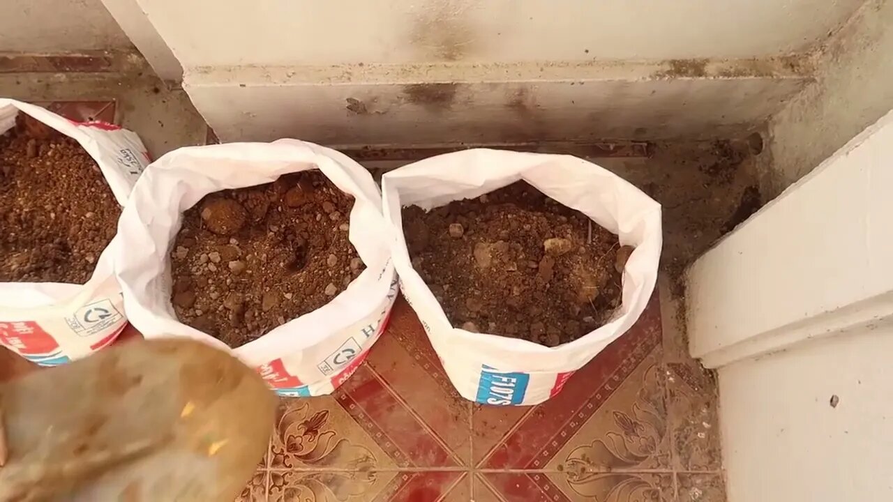 How To Grow Watermelon at Home Easy for Beginners