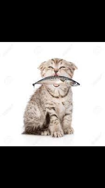 Lovely Cat, black cat, cats, funny cats, funny cat videos 1000