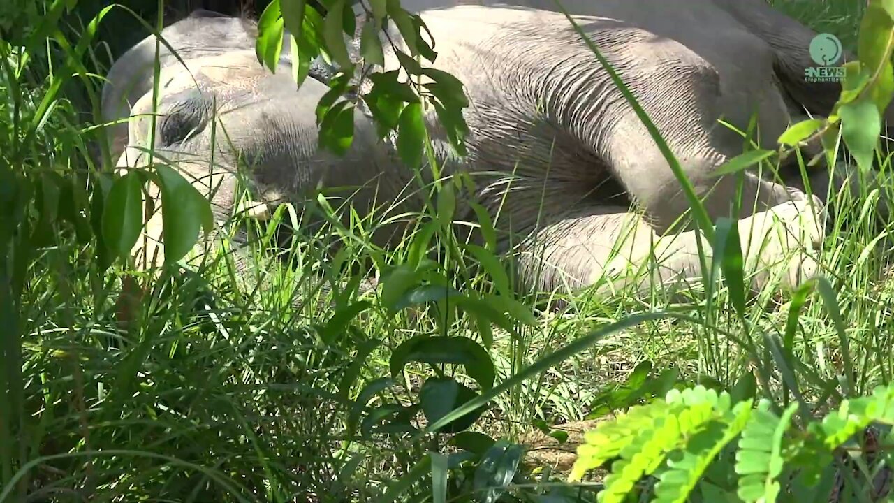 Elephant Kaavan First Time Sleep In The Jungle - ElephantNews