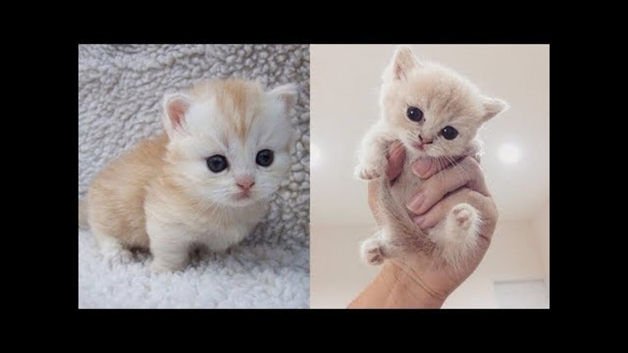 Baby Cats - Cute and Funny Cat Videos Compilation |Aww Animals