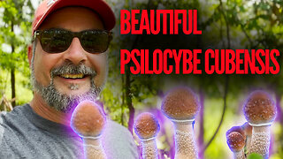 GREAT EXAMPLES OF WILD COSTA RICAN MAGIC MUSHROOMS (PSILOCYBE CUBENSIS)