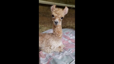 Newborn alpaca