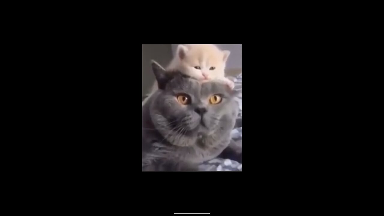 Cute Cat Becomes Mother for the First Time🐈😌❤️