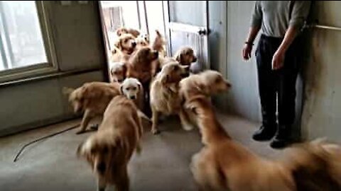 Emocionante! ‘Onda’ de Golden Retrievers enche tratadores de alegria