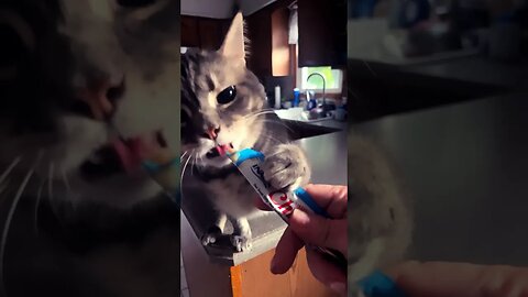 CAT GOES CRAZY OVER KITTY GOGURT! #cat #shorts #viral #catlover #animals #trending #youtube #nomnoms