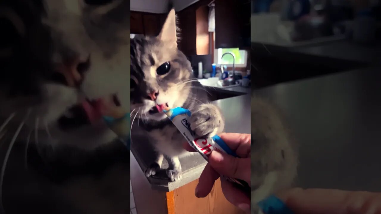 CAT GOES CRAZY OVER KITTY GOGURT! #cat #shorts #viral #catlover #animals #trending #youtube #nomnoms