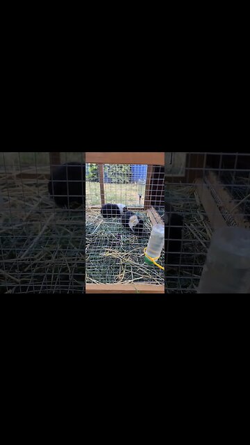 Lawnmower Piggies #shorts