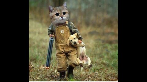 Funniest Animal Videos