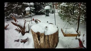 Livestream Snow Day Part I