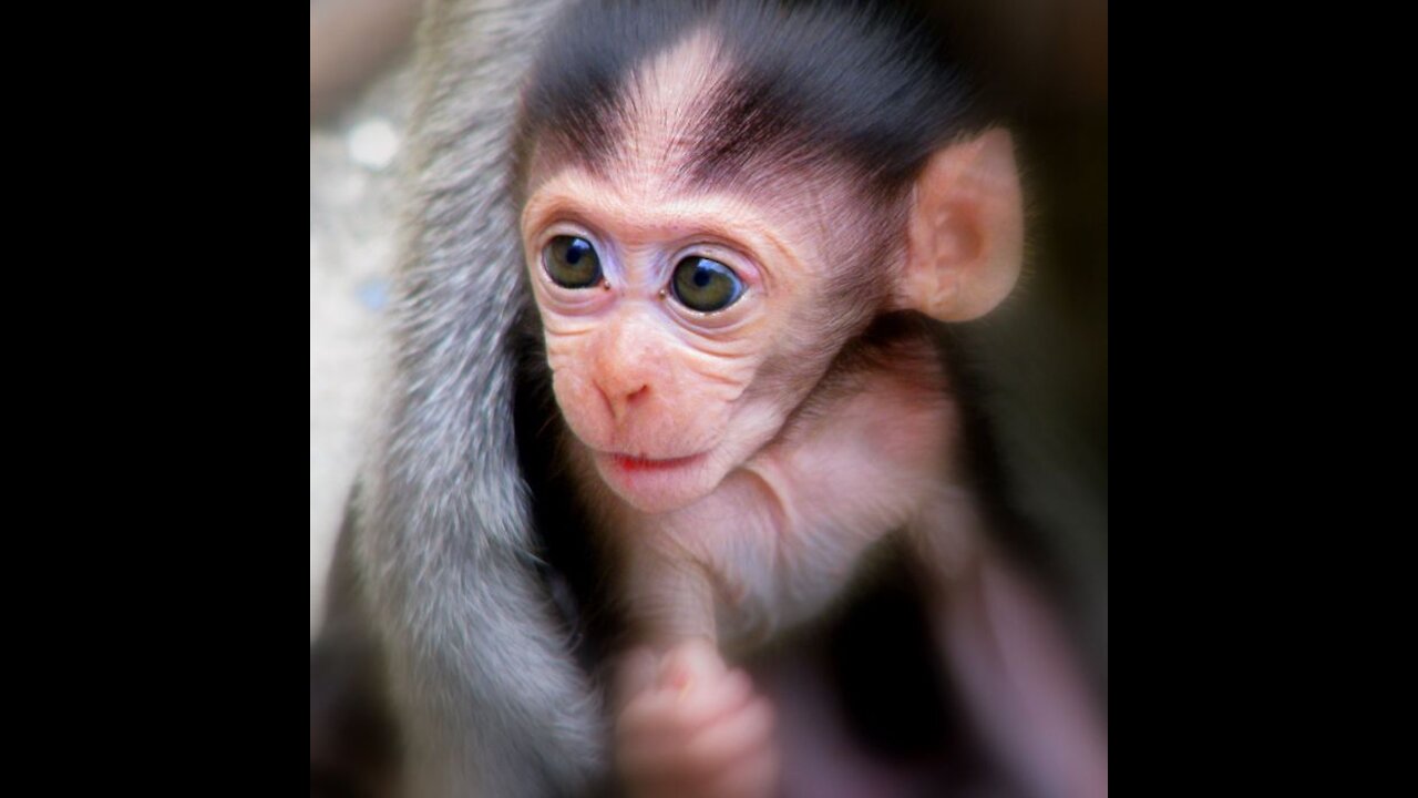 Baby monkeys and laughing movements