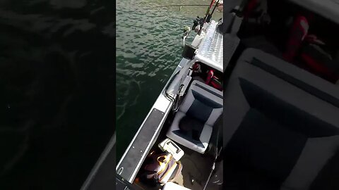 Smallmouth are the BEST!