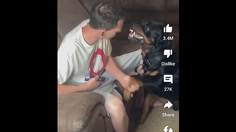 Angry Rottweiler Doesn't want To Cut His Nails