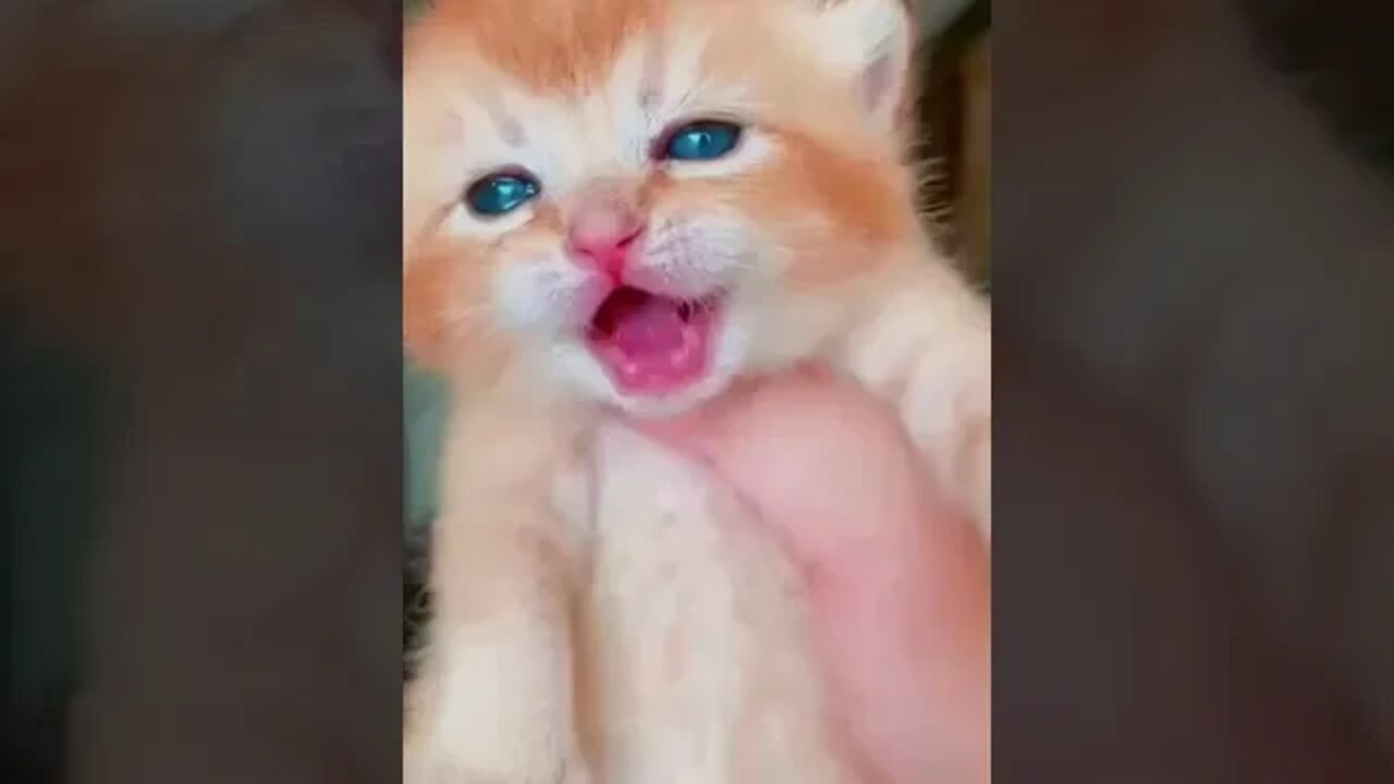 Sound of Kitten Crying 😿 #shorts #cat #cats #catlover