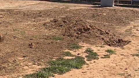 The Compost Pile from 2020 Failed to Decompose
