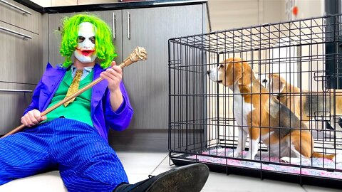 Funny Dogs vs The Joker & The Candy Treasure