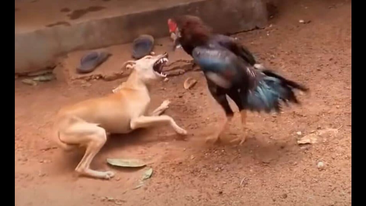 Chicken VS Dog Fight - Funny Dog Fight Videos