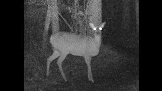 TrailCam Parade of Deer at Night