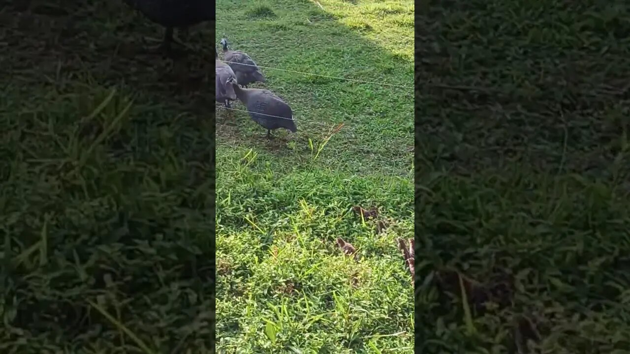 Baby guineas following adults to a bad area