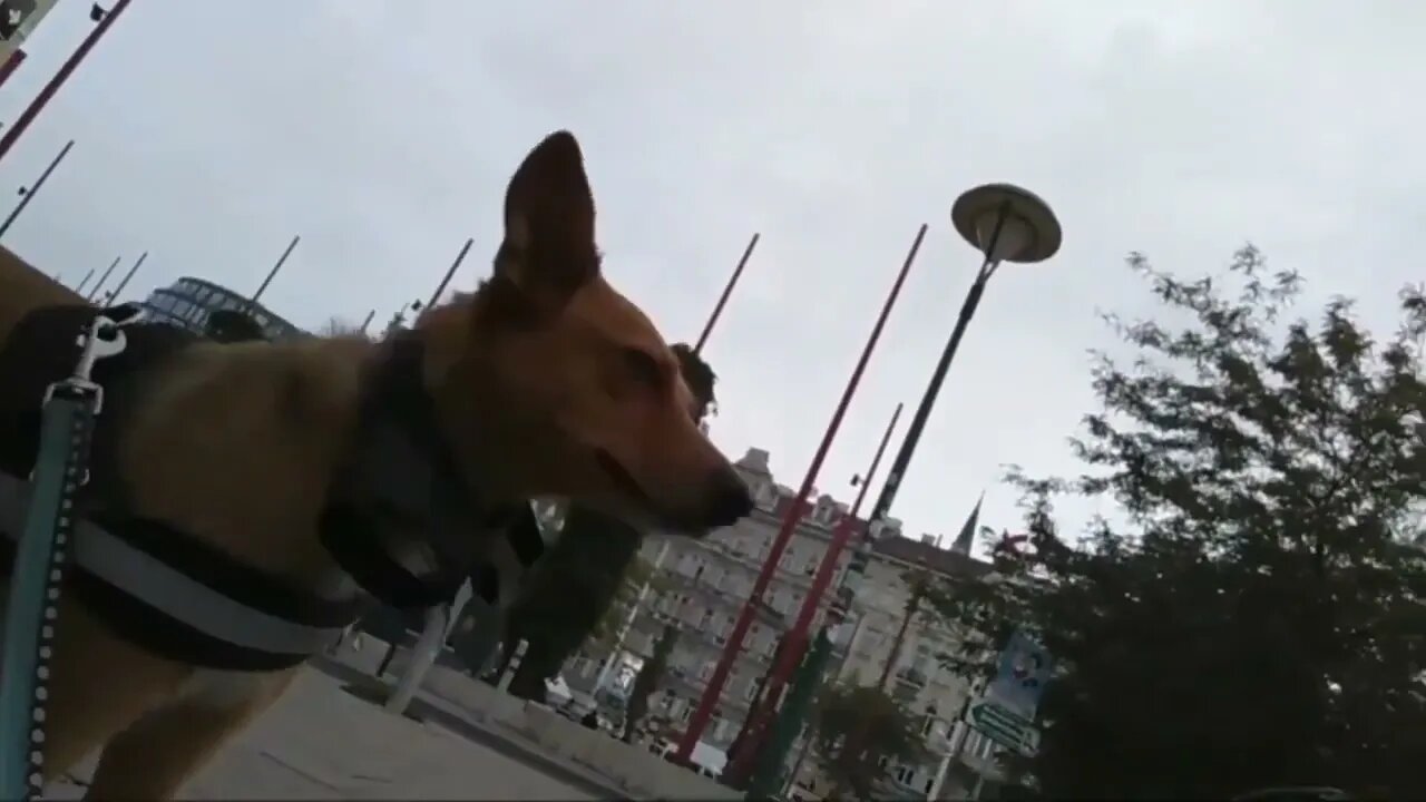 Selbst der Hund von Manuel Mittas will flüchten (Kurzvideo)